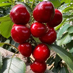 30 Sweet Cherry Seeds – Juicy Red Cherries for Home Orchards & Backyard Gardens