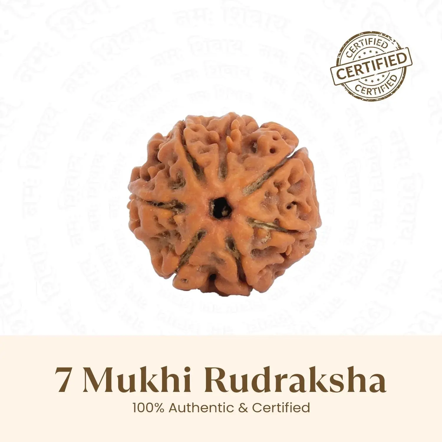 Astrotalk 7 Mukhi Rudraksha Bead | Nepal Origin 17mm 22mm Bead | For Financial Stability & Emotional Balance | Obstacles Removal | Daily Wear & Meditation | Authentic Spiritual Bead | Meaningful Gifting | Sacred Rudraksha