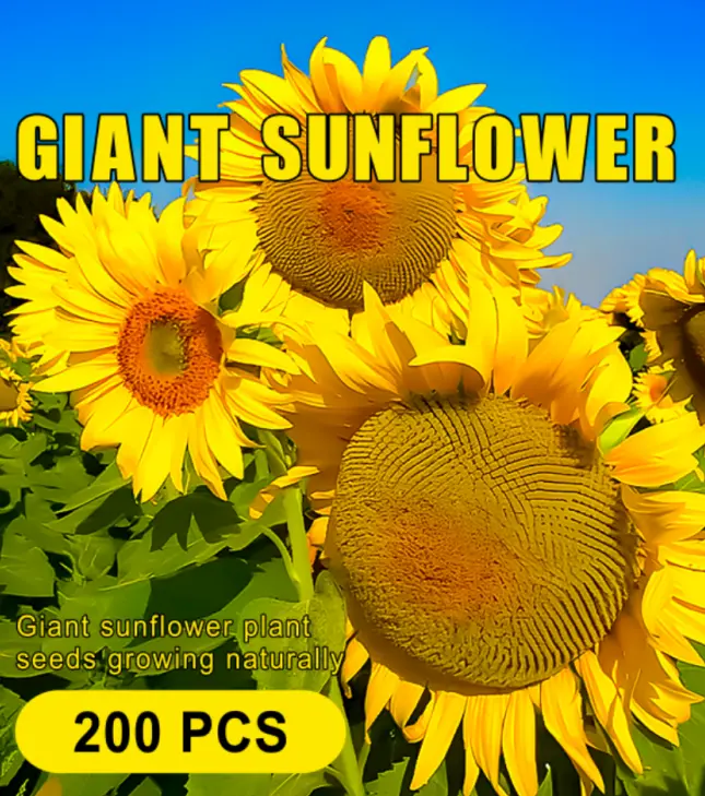 Bulk Giant Sunflower Seeds Mix - 200 Pcs, Huge Flower Heads, Multi-Color Varieties, Easy Growth, Heat-Tolerant Perennial, Outdoor Garden, Balcony Use, Bulk Seeds