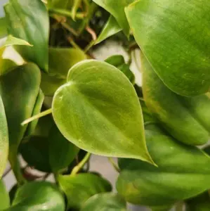 Heartleaf Philodendron 3 Cuttings