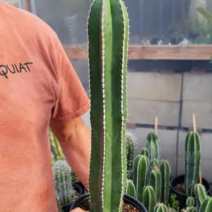Mexican Fence Post Cactus 'Pachycereus marginatus'