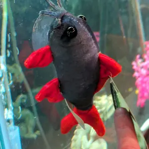 Rainbow Shark Plush