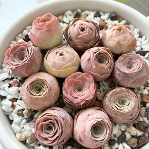 Aeonium aureum 3/6/12-Pack Live Succulent Plants, Approx. 1 Inch – Rare Colorful Succulents, Bare Root (No Pot), Easy Care, Beginner Friendly, Indoor Plant, Home & Garden Decor, Plant Lover Gift