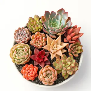 12/24-Pack Colorful 1.5in Live Succulents  Bare Root, No Pot, Easy Care, Perfect Gift, Indoor & Garden Decor