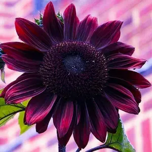 100 Sunflower Seeds for Planting – Plant & Grow Heirloom Chocolate Cherry Sunflowers in Home Outdoor Garden