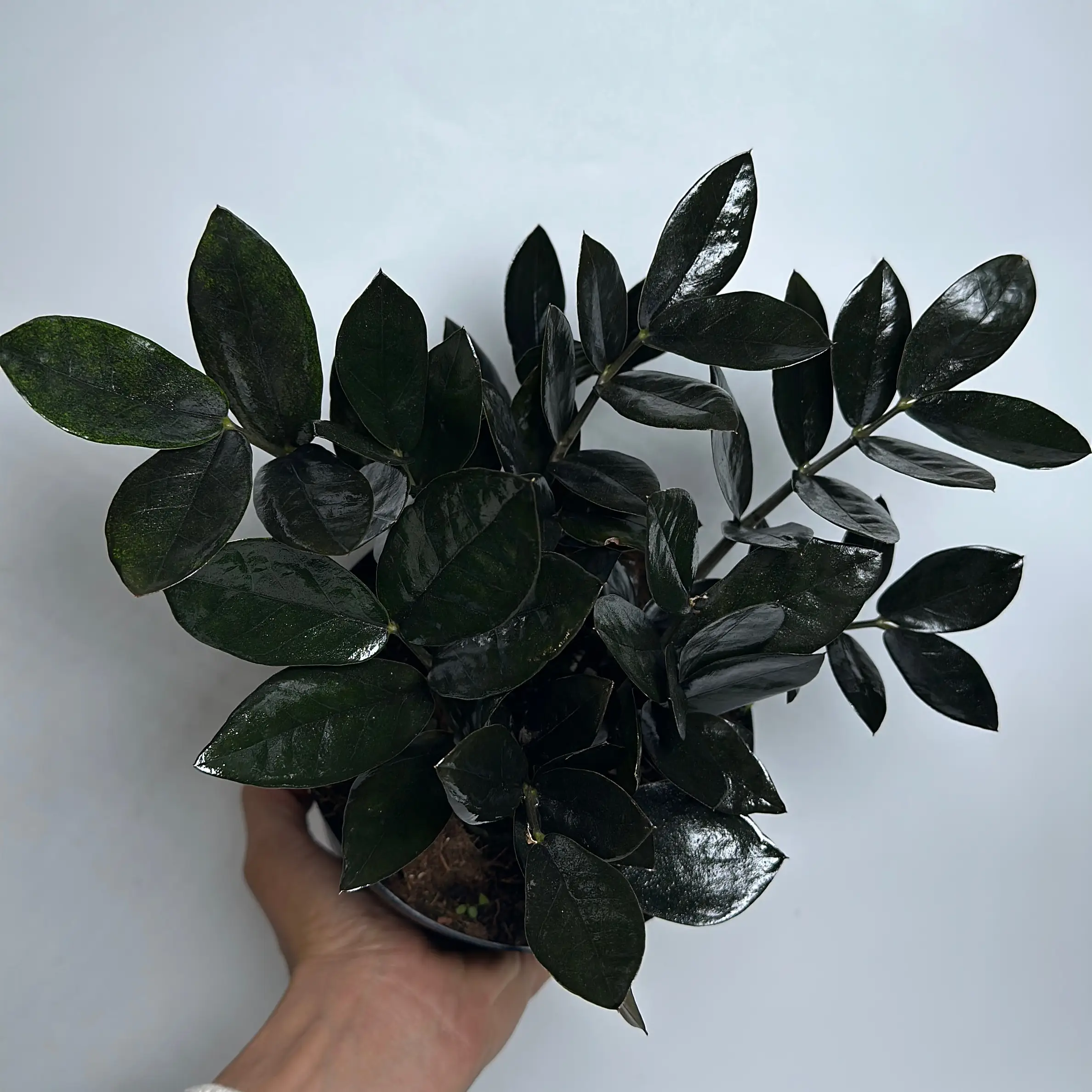 Black Raven ZZ Plant 6" Pot - Unique Black Leaves, Low Maintenance, Ideal for Indoor Home Decoration