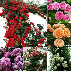 Mixed Climbing Rose Rosa Seeds for Planting Outdoors -Heirloom Garden Vine Climbing Plant Home Landscape