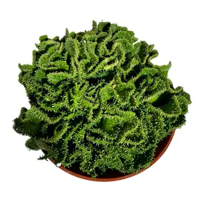 Crested euphorbia Medusa 6 inch pot plant succulent