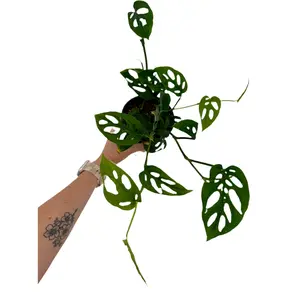 4.5" Monstera Esqueleto
