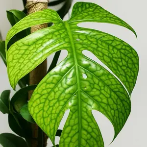 Monstera Amydrium Silver Spiderman Monstera 4" Pot Rare Exotic Tropical Plant with Bluish Green Leaves Silvery Sheen for Indoor Spaces