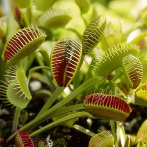 Carnivorous Plant Seeds for Indoors: 100 Pcs Flycatcher and Pitcher Starter Set | Low Maintenance, All Seasons