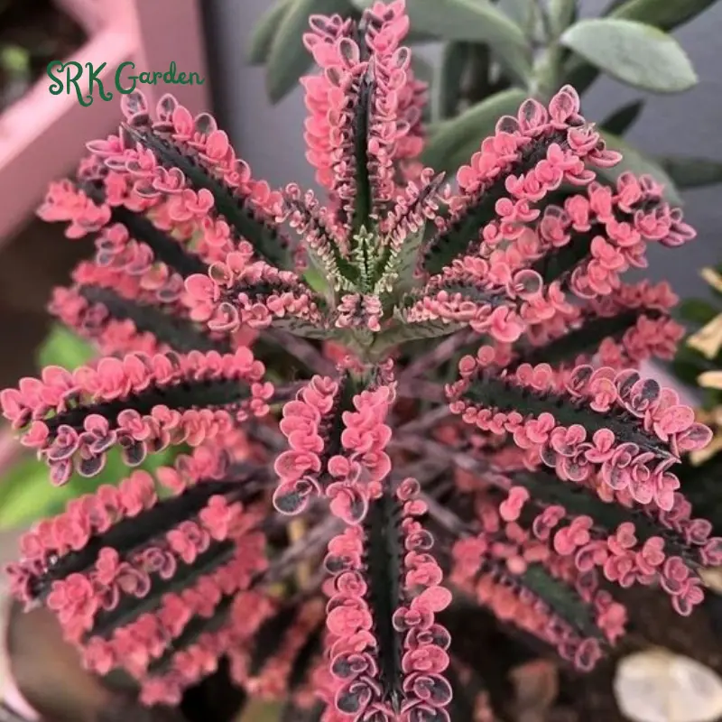 Kalanchoe Pink Butterfly | Rare Succulent in 2", 4" pot Kalanchoe Pink Butterfly | Rare Succulent in 2", 4" pot