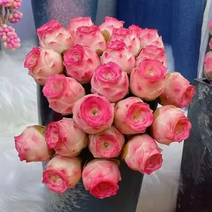 200 pcs Succulent Mountain Rose Seeds – Peach & Purple Varieties for Indoor Tabletop Garden