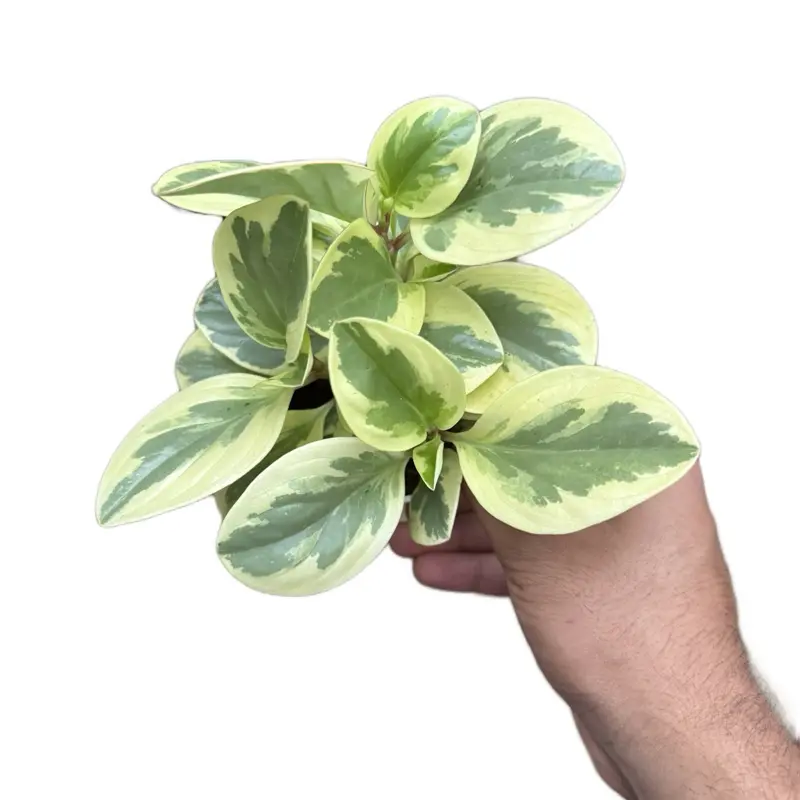 Peperomia Bicolor - 4”