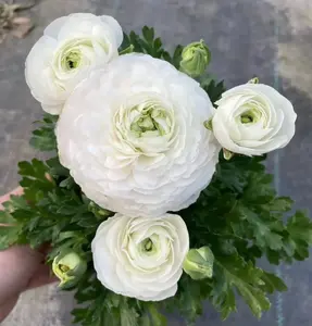 Ranunculus Asiaticus Seeds Mixed Colors Perennial Flower Seeds,Non-GMO Heirloom Seeds for Planting Home Garden Patio Cut Flowers,Beginners Friendly High Germination Rate