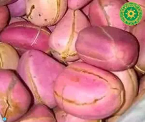 Obi Abata Cola Acuminata Kolanuts Fresh Nigeria Kola Nut 2-5 Lobes Caffeine Containing Nut from West African Culture Genus Line Food Crunchy Nuts Snack