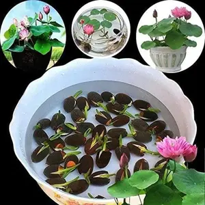 20 Mixed Color Bonsai Lotus Seeds for Ornamental Ponds & Home Planting - Easy to Plant, All Seasons, Open Mouth Bowl Variety