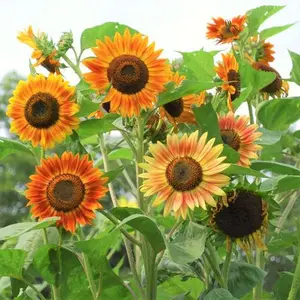50 Evening Sun Sunflower Seeds - Bicolor Blooms in Breathtaking Burgundy, Orange, and Yellow Hues