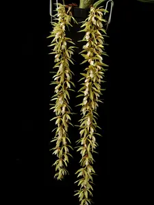 Collector’s Orchid Rare Coelogyne rochussenii LIVE PLANT Fragrant Yellow Brown White Flowers  Blooms 2-3 Times Per Year