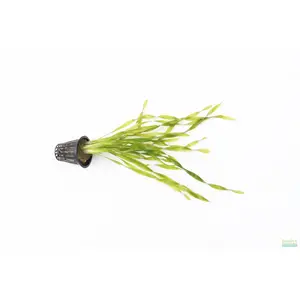 Vallisneria Asiatica Biwaensis