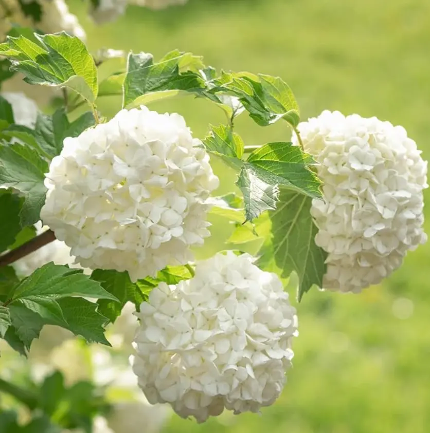 Old Fashion Snowball Viburnum Bush - Viburnum Live Plant - 4 -12" In Height - 4 Inch Pot - Perennial Viburnum - No Ship To AK, HI and P.R.