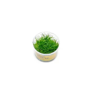 Dwarf Hair Grass UNS Tissue Culture