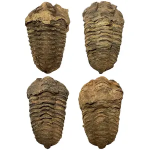 Large Trilobite Fossil