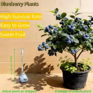 Dwarf Blueberry Bare Root Plants – Suitable for Garden, Patio, Pot or Ground Planting – Cold Hardy & Easy to Grow – Sweet Fruit – Carefully Selected Healthy Seedlings
