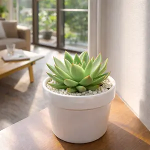 Echeveria agavoides 'Miranda'