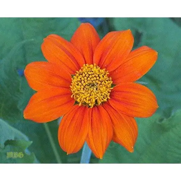 Organic Mexican Sunflowers flower seed Organic Mexican Sunflowers flower seed
