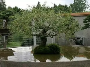 Bonsai Tree Dragon Willow - Thick Trunk Cutting - Indoor/Outdoor Live Bonsai