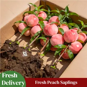 Live Peach Tree Seedling – Fruit Tree Starter Plant for Home Garden, High Survival Rate