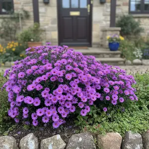 1000 Purple Aster Seeds – Aster novi-belgii – Hardy Perennial – Dense Mounding Fall Blooms
