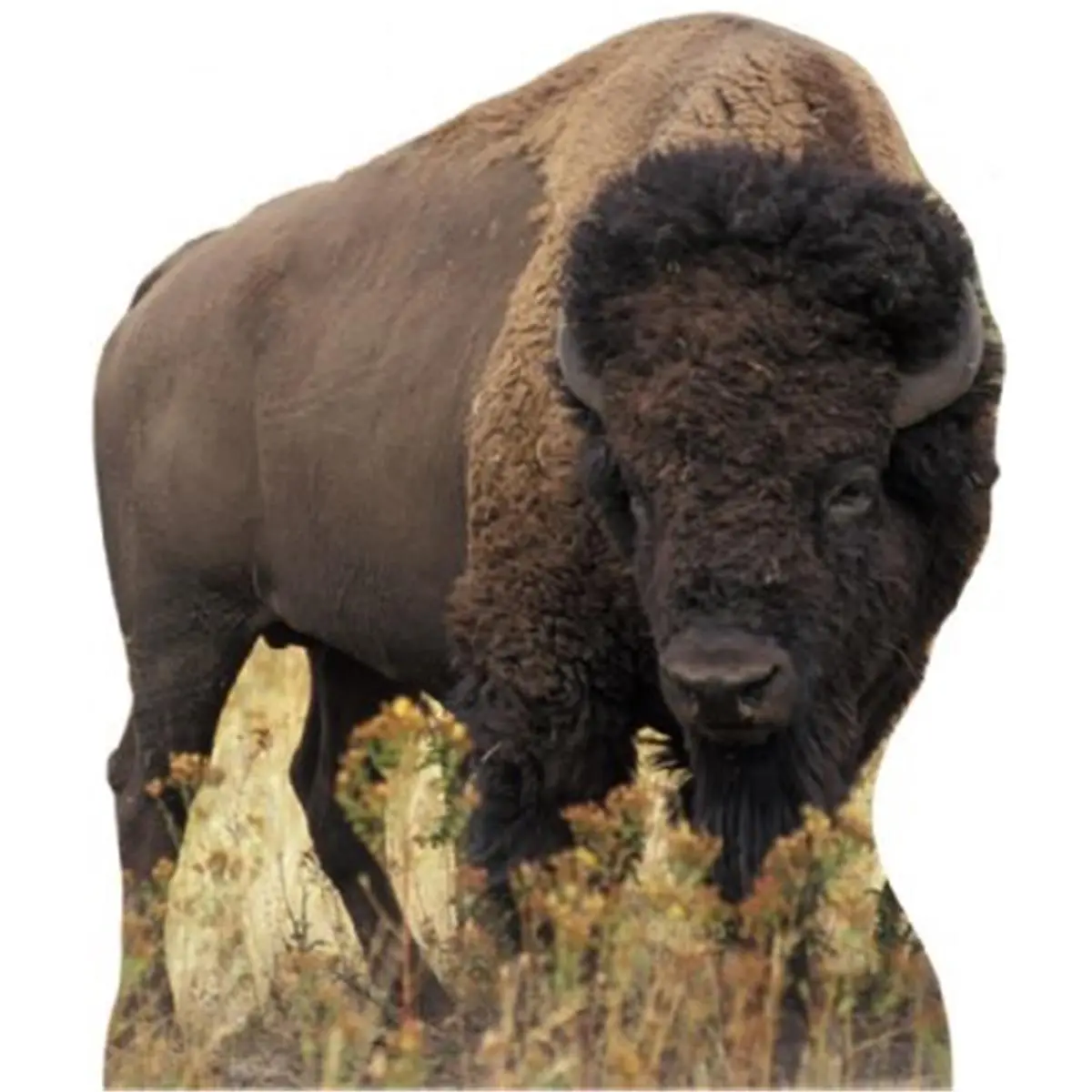 Life-Size Laminated Bison Cardboard Standup - Heavy-Duty, Hangable Animals-Themed Foldable Home Supplies Decor Cutout