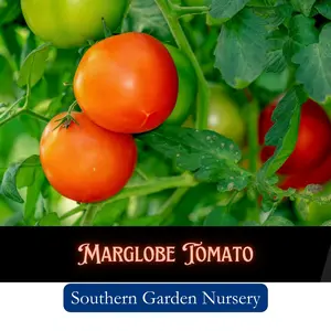 Marglobe Heirloom Tomato Seeds, Bush Tomato Seeds, Fast to Fruit, Quick to Mature, Non-GMO Heirloom Variety Fresh Garden Seed for Home Garden Tomatoes