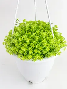 Sedum Japonicum 'Tokyo Sun' (Tokyo Sun Stonecrop) - Full Live Plant - shipped in nursery pot - Easy Low Maintenance Houseplant Succulent Small Flowers