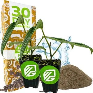 2-Pack Black Pepper - Piper nigrum by Wellspring Gardens - Starter Plant, Live Peppercorn Tree, Herb for Indoor/Outdoor Growing, Dwarf Fruit Plant, Variety for Cooking and Spices