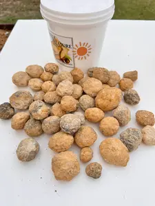 CUTIES - CRACK YOUR OWN GEODES - QUART CUTIES - CRACK YOUR OWN GEODES - QUART