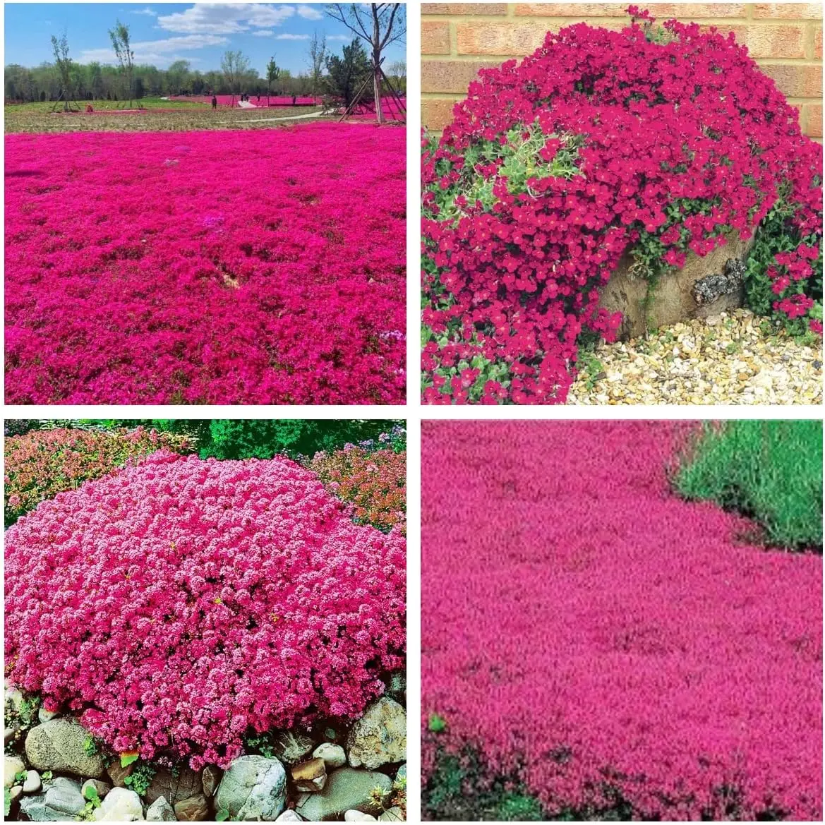Red Creeping Thyme Seeds for Planting 2000 Pcs Non-GMO Perennial Flower Seeds Landscaping Ground Cover, Easy to Grow