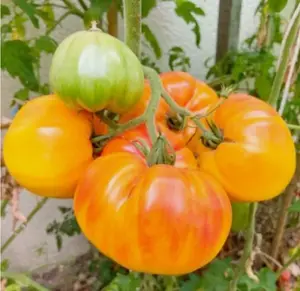 Tomato HAWAIIAN PINEAPPLE BEEFSTEAK Indeterminate 30 Seeds.