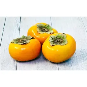 FUYU persimmon tree XL size (2 feet tall +)