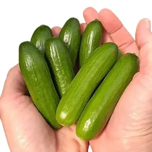 Mini-Me Cucumber Seeds | 10+ Seeds | Grow Your own Food | Mini Vegetable Seeds for Planting