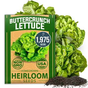 Buttercrunch Lettuce Seeds Bulk Pack – Heirloom Seeds for Hydroponic Garden Indoor Outdoor – Butter Lettuce for Planting (Lactuca sativa)