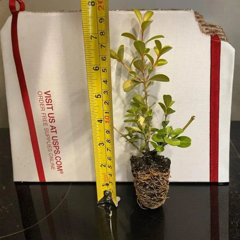 Japanese Boxwood Live Starter Plant - Buxus microphylla var. japonica, Evergreen Hedge Shrub, Topiary Shrub for Spring Planting, 1-ft to 2-in Containers, Features Golden-to-Bronze Foliage (Home Improvement, Garden Supplies)