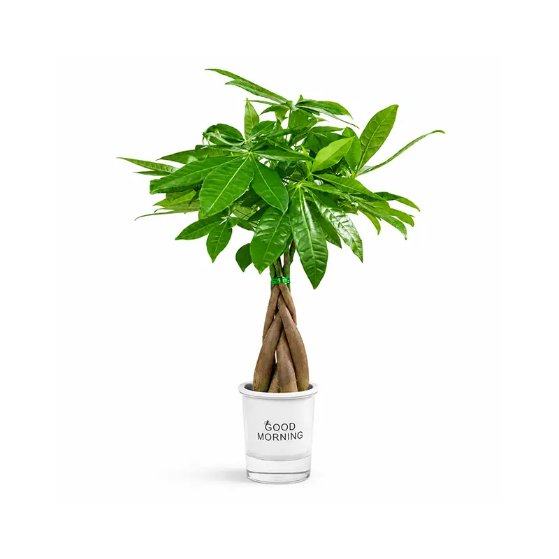 LZ01HP003    Money Tree Live Plant, 4 Inch Pachira Aquatica Indoor Houseplant, Easy Care Green Plant for Home Office Bedroom Decor