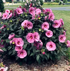 20 Pink Swamp Rose Mallow Flower Seeds - LARGE FLOWERS 6-9 Inches Wide - Cold Hardy to Zone 5 - Perennial Hibiscus Plant for Gardening & Landscaping