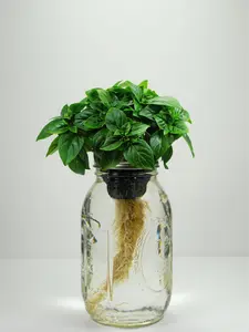 Spicy Globe Basil - Fresh Hydroponic Herbs in Glass Jar - All Seasons - Perfect for Cooking & Gifting