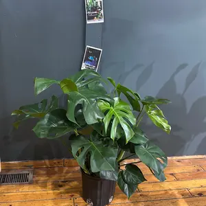 Monstera D SP 8 Inch Pot