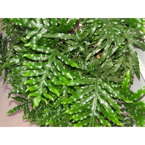 Kangaroo Paw Fern - Live Plant in a 6 Inch Grower's Pot - Microsorum Diversifolium - Exotic Textured Foliage for Your Home Office Or Garden Space