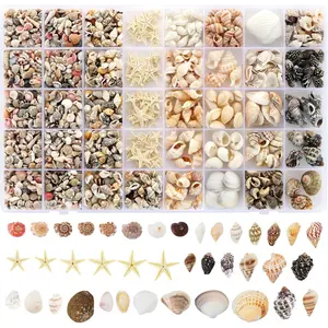 23 Types Small Sea Shells for Crafts, 1200 Pcs Tiny Seashells with Mixed Size Starfish, Mini Shells for Vase Filler Beach Theme Party Home Decor